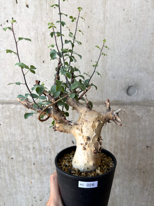 【現品限り】コミフォラ・カタフ ソマリア ピュア 現地株 発根済み【AC26】 Commiphora kataf Somalia【植物】塊根植物 夏型 コーデックス