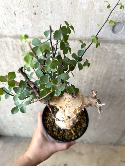 【現品限り】コミフォラ・カタフ ソマリア ピュア 現地株 発根済み【AC26】 Commiphora kataf Somalia【植物】塊根植物 夏型 コーデックス - 画像 (2)