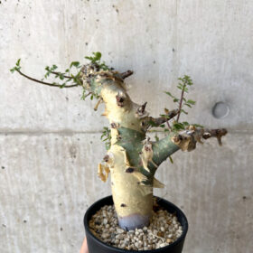 【現品限り】コミフォラ・カタフ ターカネンシス 現地株 発根済み【AC27】 Commiphora kataf turkanensis【植物】塊根植物 夏型 コーデックス