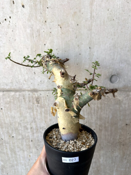 【現品限り】コミフォラ・カタフ ターカネンシス 現地株 発根済み【AC27】 Commiphora kataf turkanensis【植物】塊根植物 夏型 コーデックス
