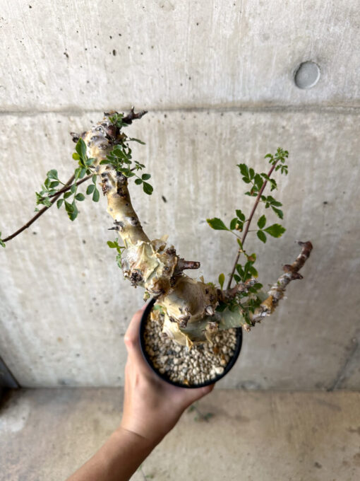 【現品限り】コミフォラ・カタフ ターカネンシス 現地株 発根済み【AC27】 Commiphora kataf turkanensis【植物】塊根植物 夏型 コーデックス - 画像 (2)