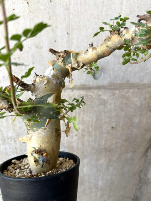 【現品限り】コミフォラ・カタフ ターカネンシス 現地株 発根済み【AC27】 Commiphora kataf turkanensis【植物】塊根植物 夏型 コーデックス - 画像 (4)