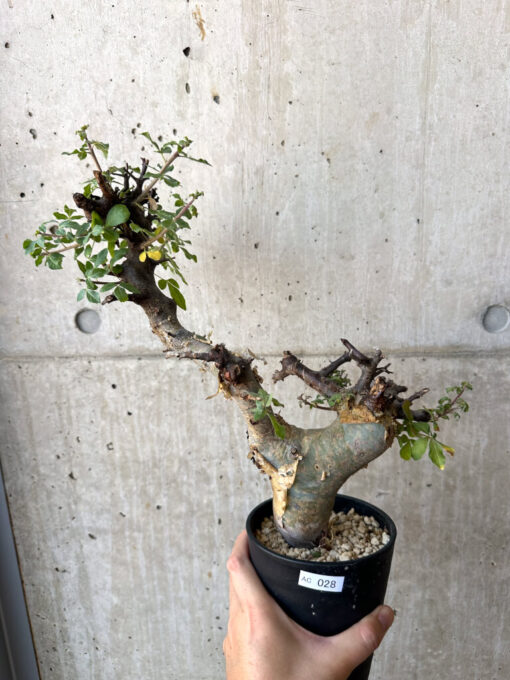 【現品限り】コミフォラ・カタフ ターカネンシス 現地株 発根済み【AC28】 Commiphora kataf turkanensis【植物】塊根植物 夏型 コーデックス