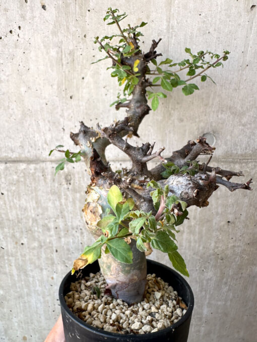 【現品限り】コミフォラ・カタフ ターカネンシス 現地株 発根済み【AC28】 Commiphora kataf turkanensis【植物】塊根植物 夏型 コーデックス - 画像 (3)