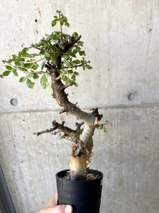 【現品限り】コミフォラ・カタフ ターカネンシス 現地株 発根済み【AC28】 Commiphora kataf turkanensis【植物】塊根植物 夏型 コーデックス - 画像 (5)