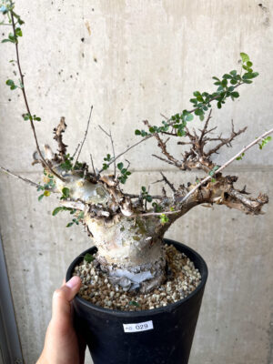 プラントブラザーズ