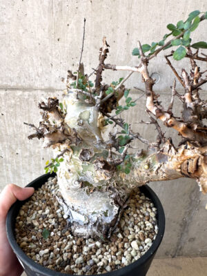 プラントブラザーズ