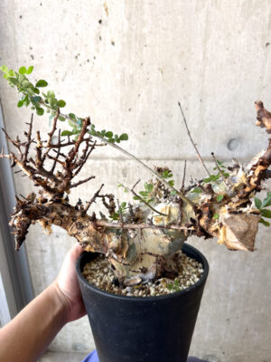 プラントブラザーズ