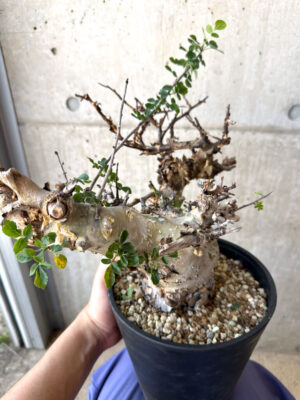 プラントブラザーズ