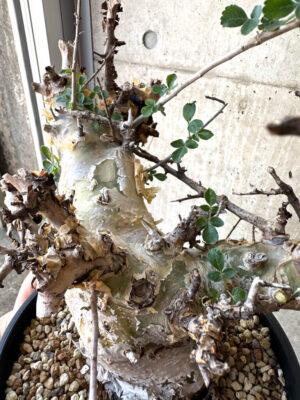 プラントブラザーズ