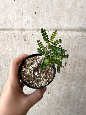 プラントブラザーズ