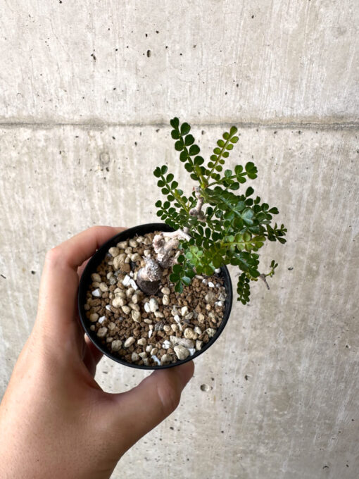 【現品限り】オペルクリカリア・パキプス 根挿し【AC2】 Operculicarya pachypus【植物】塊根植物 夏型 コーデックス - 画像 (2)