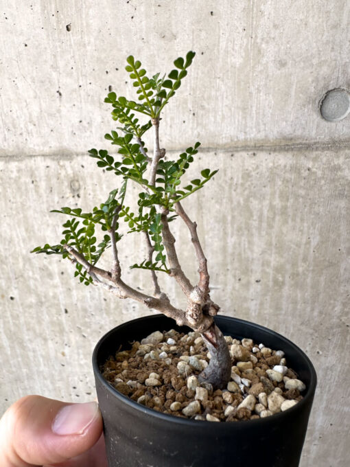 【現品限り】オペルクリカリア・パキプス 根挿し【AC2】 Operculicarya pachypus【植物】塊根植物 夏型 コーデックス - 画像 (3)