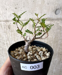 【現品限り】オペルクリカリア・パキプス 根挿し【AC3】 Operculicarya pachypus【植物】塊根植物 夏型 コーデックス