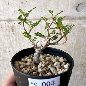 【現品限り】オペルクリカリア・パキプス 根挿し【AC3】 Operculicarya pachypus【植物】塊根植物 夏型 コーデックス