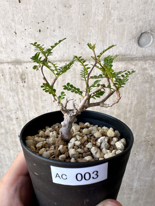 【現品限り】オペルクリカリア・パキプス 根挿し【AC3】 Operculicarya pachypus【植物】塊根植物 夏型 コーデックス