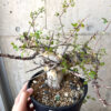 【現品限り】コミフォラ・カタフ ターカネンシス 現地株 発根済み 長期管理【AC30】 Commiphora kataf turkanensis【植物】塊根植物 夏型 コーデックス