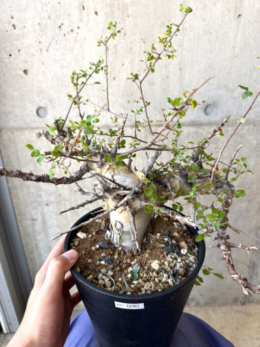 【現品限り】コミフォラ・カタフ ターカネンシス 現地株 発根済み 長期管理【AC30】 Commiphora kataf turkanensis【植物】塊根植物 夏型 コーデックス