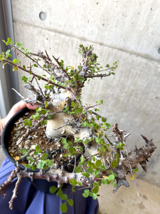 【現品限り】コミフォラ・カタフ ターカネンシス 現地株 発根済み 長期管理【AC30】 Commiphora kataf turkanensis【植物】塊根植物 夏型 コーデックス - 画像 (2)