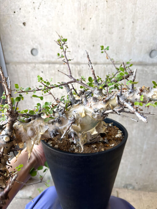【現品限り】コミフォラ・カタフ ターカネンシス 現地株 発根済み 長期管理【AC30】 Commiphora kataf turkanensis【植物】塊根植物 夏型 コーデックス - 画像 (3)