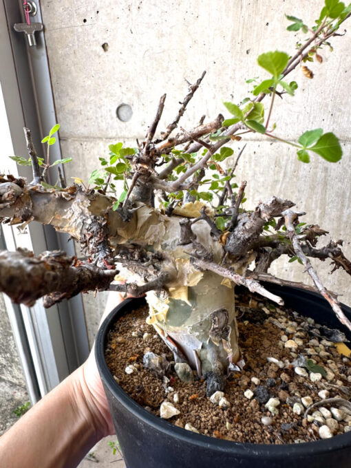 【現品限り】コミフォラ・カタフ ターカネンシス 現地株 発根済み 長期管理【AC30】 Commiphora kataf turkanensis【植物】塊根植物 夏型 コーデックス - 画像 (4)