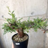 【現品限り】ボスウェリア・ネグレクタ ブラックスキン 現地株 発根済み【AC31】 Boswellia neglecta【植物】塊根植物 夏型 コーデックス