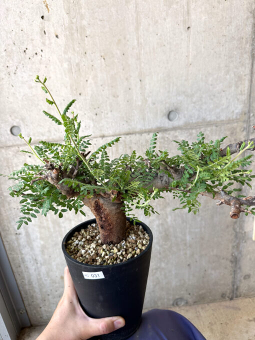 【現品限り】ボスウェリア・ネグレクタ ブラックスキン 現地株 発根済み【AC31】 Boswellia neglecta【植物】塊根植物 夏型 コーデックス