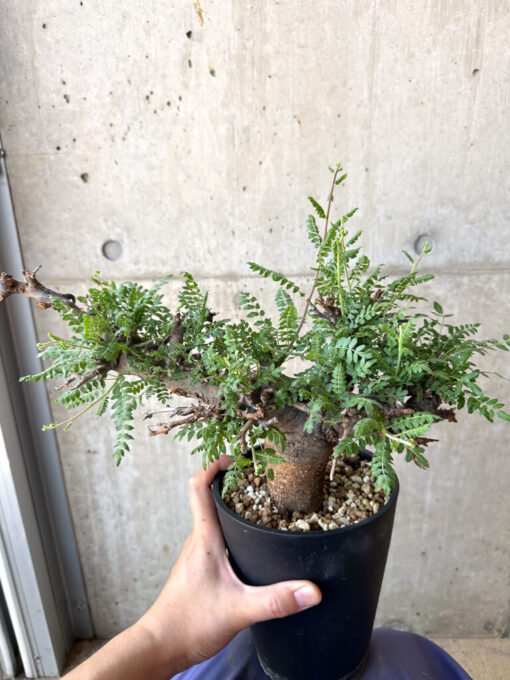 【現品限り】ボスウェリア・ネグレクタ ブラックスキン 現地株 発根済み【AC31】 Boswellia neglecta【植物】塊根植物 夏型 コーデックス - 画像 (4)