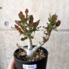 【現品限り】ボスウェリア・ナナ 大株【AC32】 Boswellia nana【植物】塊根植物 夏型 コーデックス