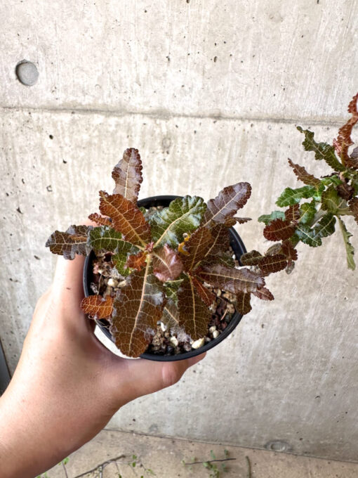 【現品限り】ボスウェリア・ナナ 大株【AC32】 Boswellia nana【植物】塊根植物 夏型 コーデックス - 画像 (2)