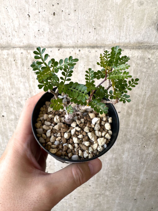【現品限り】オペルクリカリア・パキプス 根挿し【AC3】 Operculicarya pachypus【植物】塊根植物 夏型 コーデックス - 画像 (2)