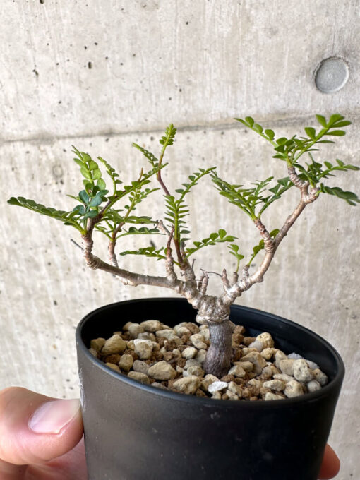 【現品限り】オペルクリカリア・パキプス 根挿し【AC3】 Operculicarya pachypus【植物】塊根植物 夏型 コーデックス - 画像 (3)