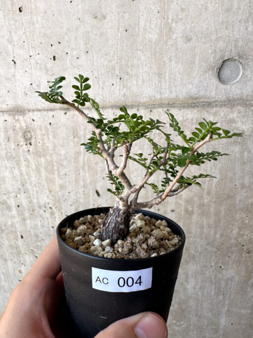 【現品限り】オペルクリカリア・パキプス 根挿し【AC4】 Operculicarya pachypus【植物】塊根植物 夏型 コーデックス