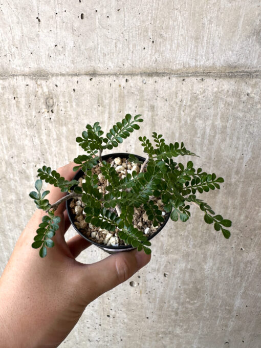 【現品限り】オペルクリカリア・パキプス 根挿し【AC4】 Operculicarya pachypus【植物】塊根植物 夏型 コーデックス - 画像 (2)