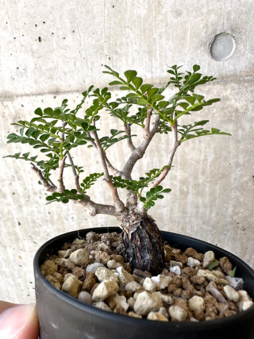【現品限り】オペルクリカリア・パキプス 根挿し【AC4】 Operculicarya pachypus【植物】塊根植物 夏型 コーデックス - 画像 (3)