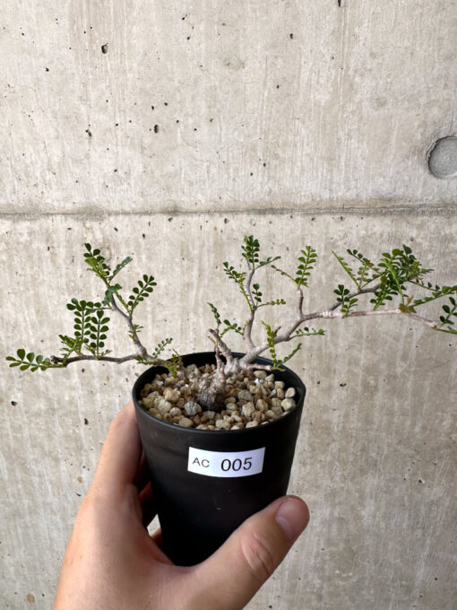 【現品限り】オペルクリカリア・パキプス 根挿し【AC5】 Operculicarya pachypus【植物】塊根植物 夏型 コーデックス