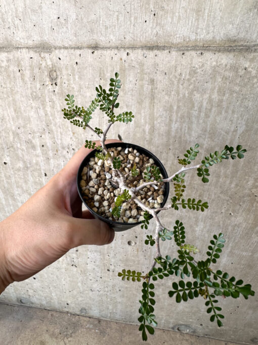 【現品限り】オペルクリカリア・パキプス 根挿し【AC5】 Operculicarya pachypus【植物】塊根植物 夏型 コーデックス - 画像 (2)
