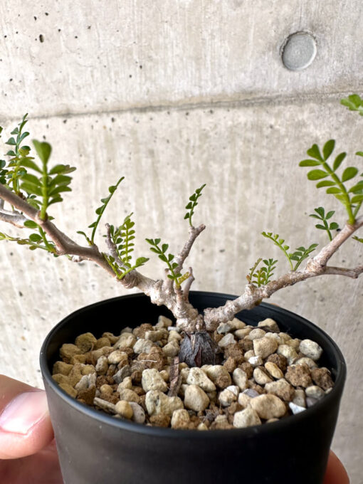 【現品限り】オペルクリカリア・パキプス 根挿し【AC5】 Operculicarya pachypus【植物】塊根植物 夏型 コーデックス - 画像 (3)