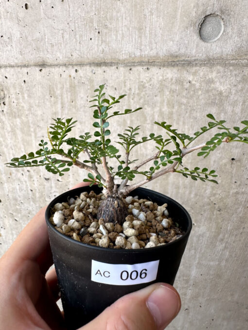 【現品限り】オペルクリカリア・パキプス 根挿し【AC6】 Operculicarya pachypus【植物】塊根植物 夏型 コーデックス