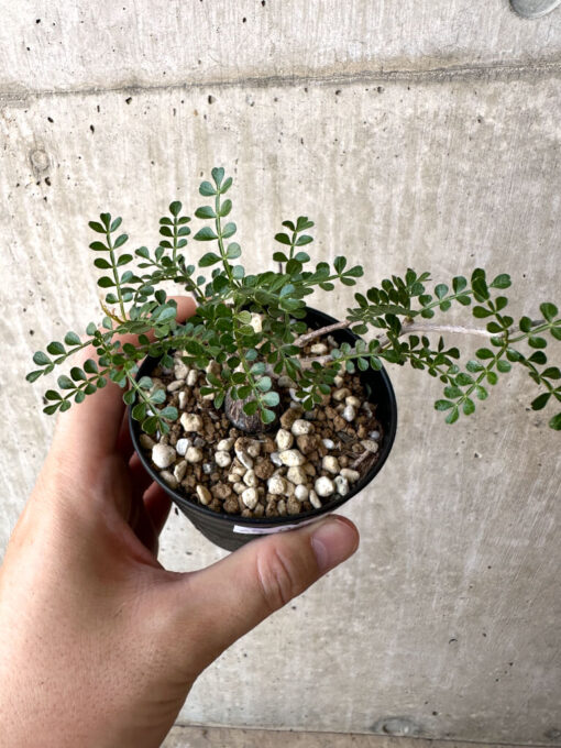 【現品限り】オペルクリカリア・パキプス 根挿し【AC6】 Operculicarya pachypus【植物】塊根植物 夏型 コーデックス - 画像 (2)