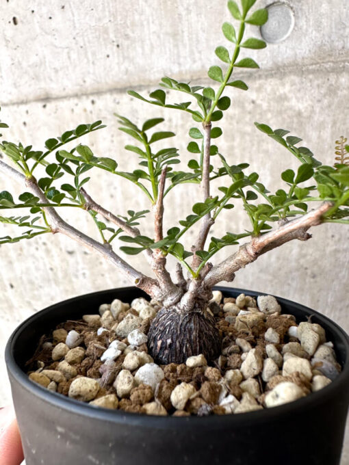 【現品限り】オペルクリカリア・パキプス 根挿し【AC6】 Operculicarya pachypus【植物】塊根植物 夏型 コーデックス - 画像 (3)