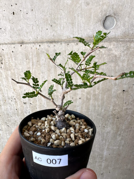 【現品限り】オペルクリカリア・パキプス 根挿し【AC7】 Operculicarya pachypus【植物】塊根植物 夏型 コーデックス