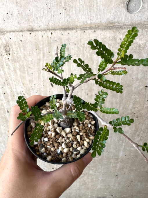 【現品限り】オペルクリカリア・パキプス 根挿し【AC7】 Operculicarya pachypus【植物】塊根植物 夏型 コーデックス - 画像 (2)