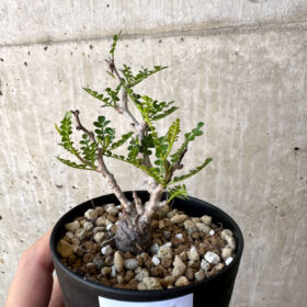 【現品限り】オペルクリカリア・パキプス 根挿し【AC8】 Operculicarya pachypus【植物】塊根植物 夏型 コーデックス