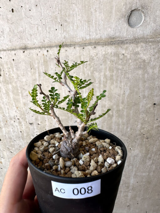 【現品限り】オペルクリカリア・パキプス 根挿し【AC8】 Operculicarya pachypus【植物】塊根植物 夏型 コーデックス