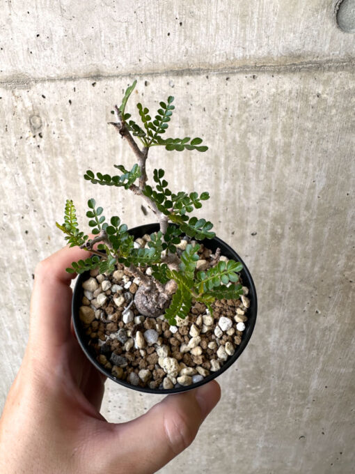 【現品限り】オペルクリカリア・パキプス 根挿し【AC8】 Operculicarya pachypus【植物】塊根植物 夏型 コーデックス - 画像 (2)