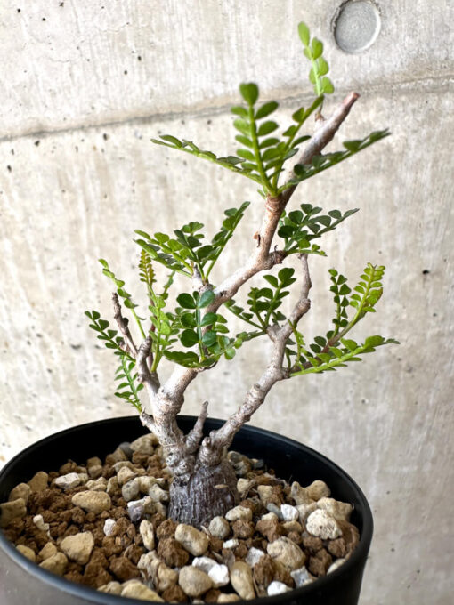 【現品限り】オペルクリカリア・パキプス 根挿し【AC8】 Operculicarya pachypus【植物】塊根植物 夏型 コーデックス - 画像 (3)