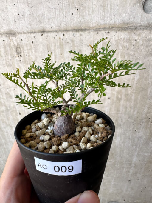 【現品限り】オペルクリカリア・パキプス 根挿し【AC9】 Operculicarya pachypus【植物】塊根植物 夏型 コーデックス