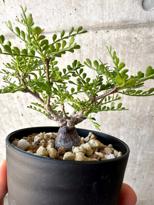 【現品限り】オペルクリカリア・パキプス 根挿し【AC9】 Operculicarya pachypus【植物】塊根植物 夏型 コーデックス - 画像 (3)