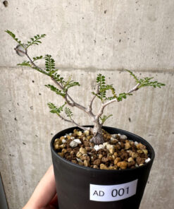 【現品限り】オペルクリカリア・パキプス 根挿し【AD1】 Operculicarya pachypus【植物】塊根植物 夏型 コーデックス